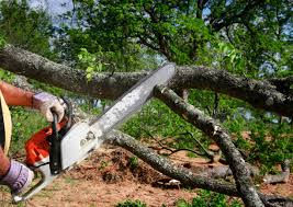 Professional Tree Removal and Landscaping Services in Rock Island, IL